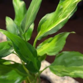 Photo of the plant species Aglaonema spathonema by @TopSedge29 named Wall-E on Greg, the plant care app
