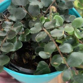 Photo of the plant species Ceterach Officinarum by @TopSedge29 named Sanders on Greg, the plant care app