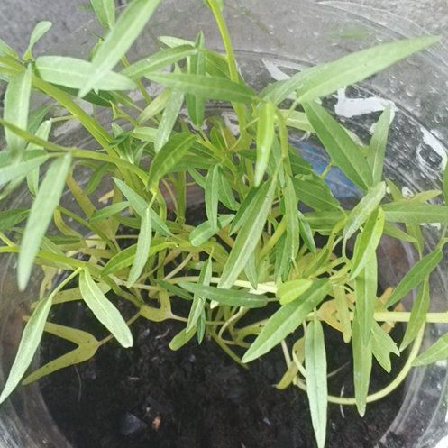 Photo of the plant species Swamp Morning Glory by @YeahChamise75 named Scarlett on Greg, the plant care app