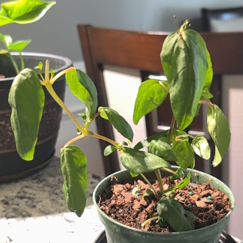 Photo of the plant species Fuchsia by @UnafraidSedge87 named Zion on Greg, the plant care app