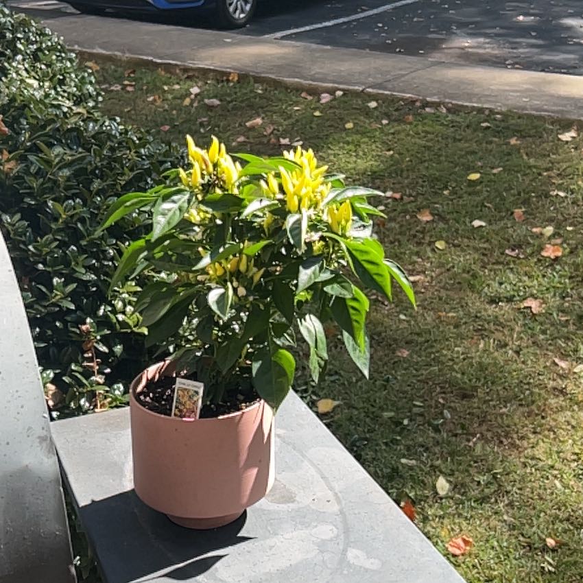 Photo of the plant species Capsicum 'Chilly Chili' by @RadCanna42 named Zeus on Greg, the plant care app