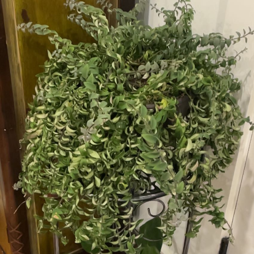 Photo of the plant species Lipstick plant 'Japhrolepsis' by @TidyCoralpea77 named ChloroPhil on Greg, the plant care app