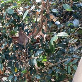 Photo of the plant species Box-Leaved Holly by @SuperCat97 named Homer on Greg, the plant care app