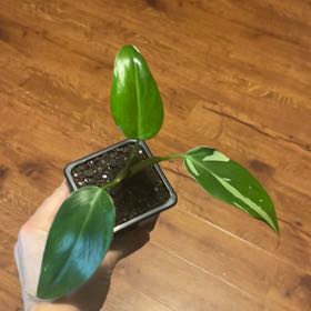 Photo of the plant species Pink And White Princess by @GracefulAgave66 named Cleopatra on Greg, the plant care app