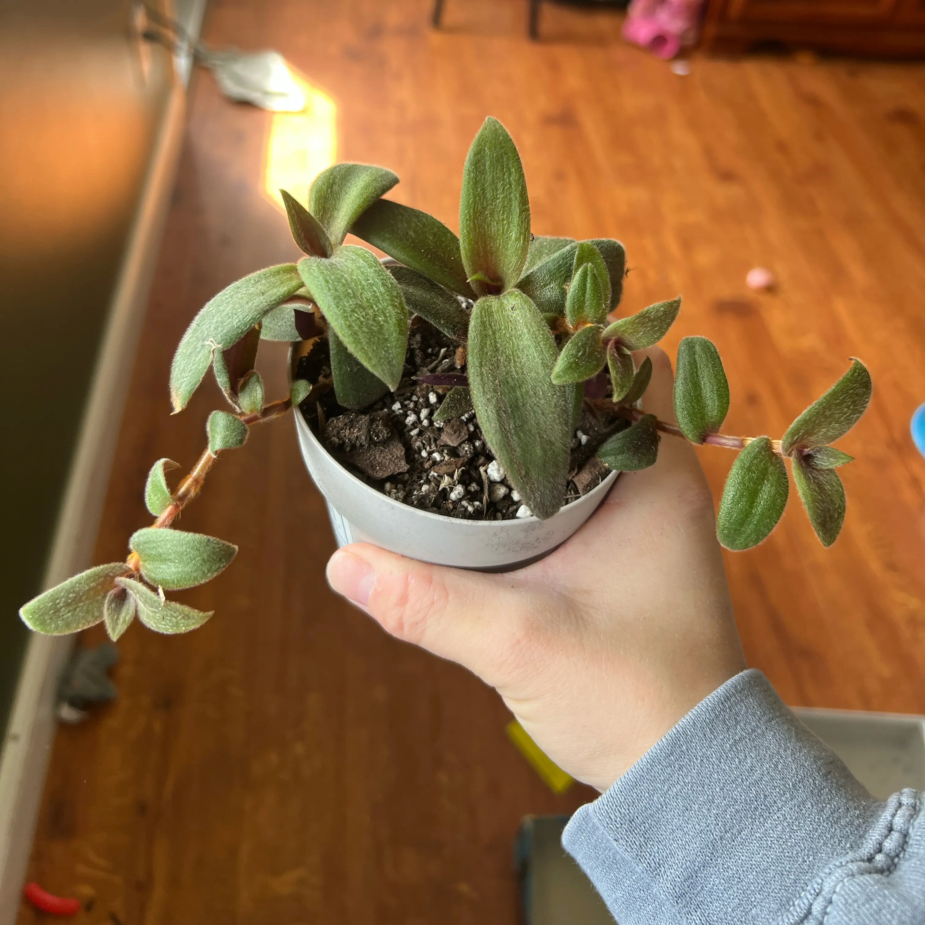 Photo of the plant species Teddy Bear Vine by @GracefulAgave66 named Bill Furry on Greg, the plant care app