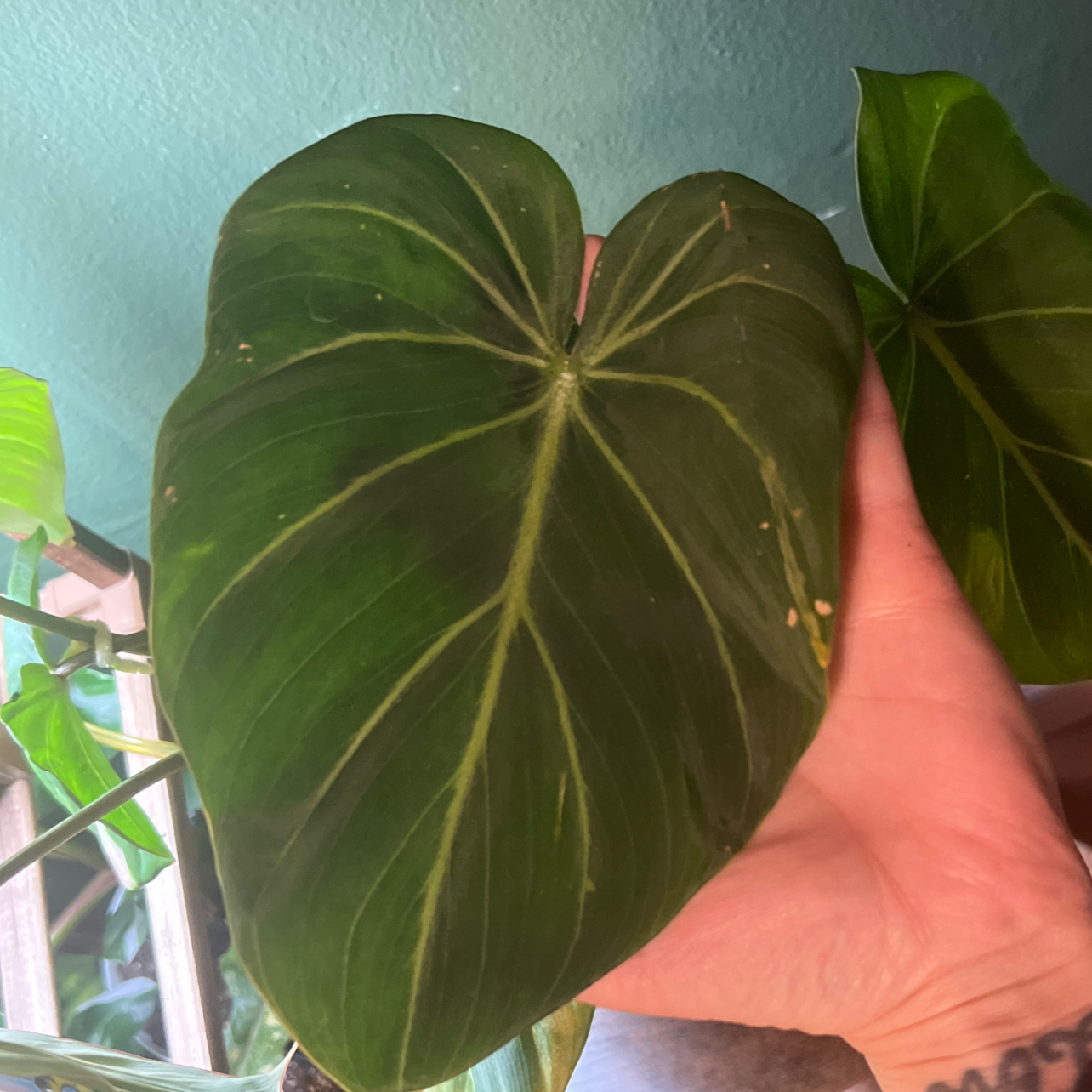 Photo of the plant species Gloriosum Dark Form by @GracefulAgave66 named Elle on Greg, the plant care app