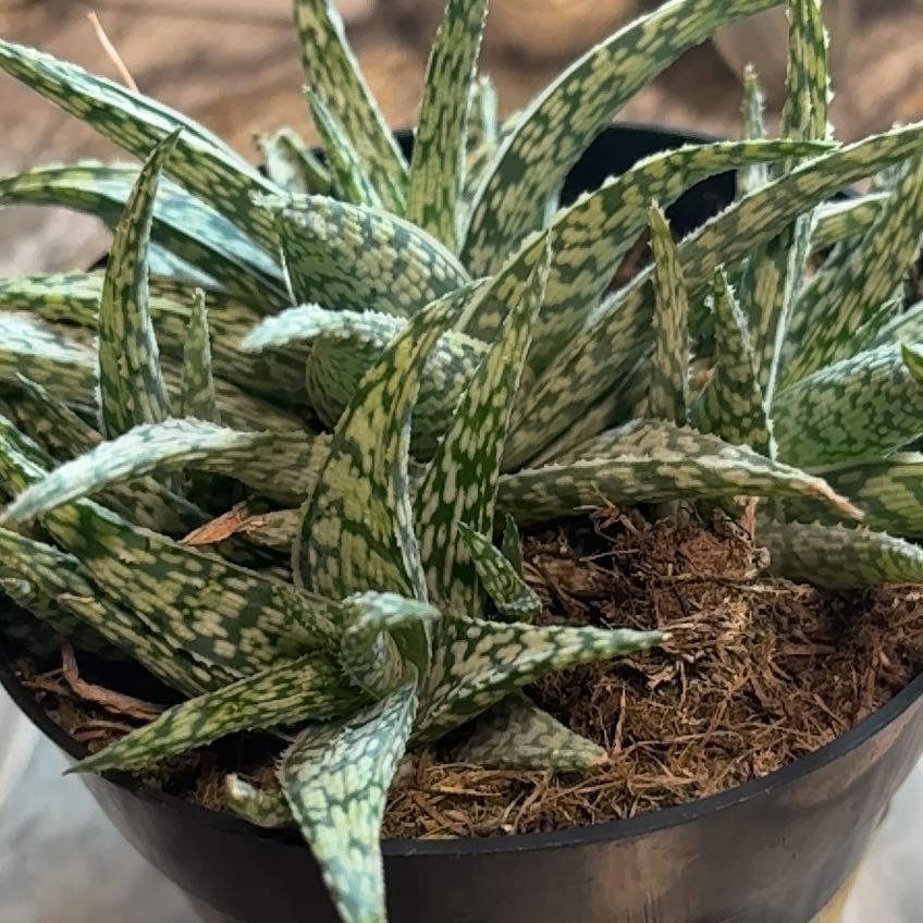 Photo of the plant species Aloe 'Snow Drift' by @HotRoussea51 named Lola on Greg, the plant care app