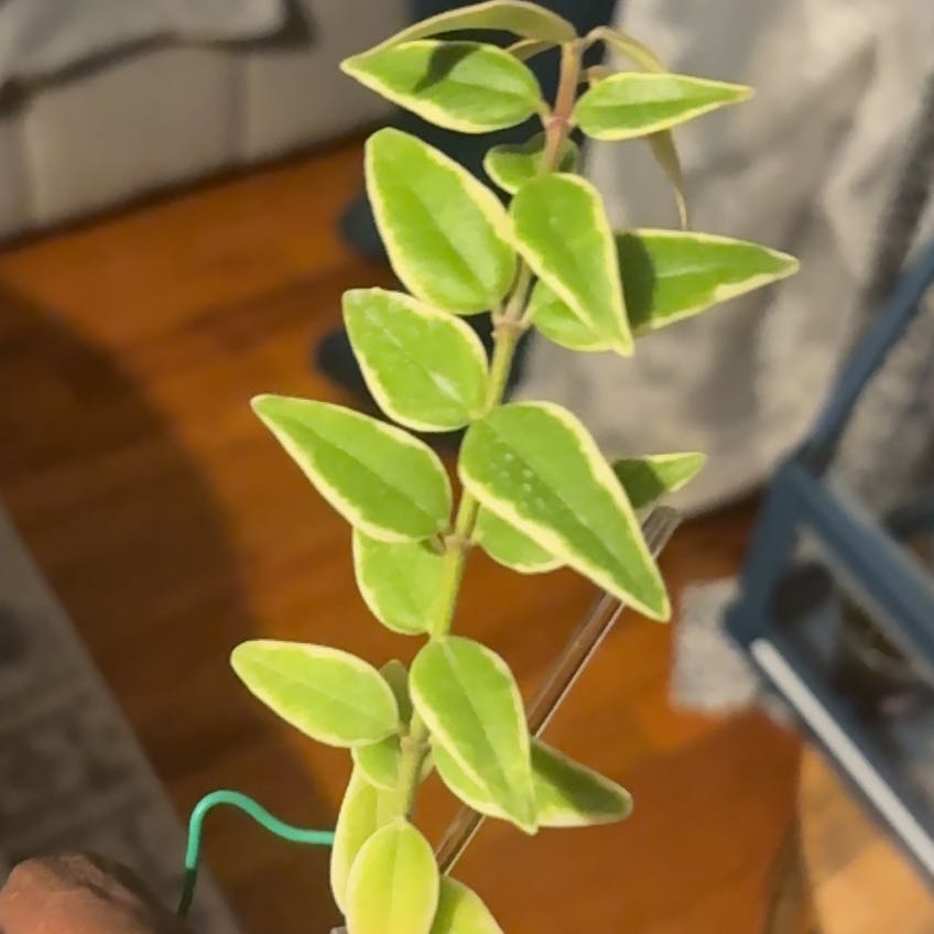 Photo of the plant species Hoya bella albomarginata by @EagerBluehaze51 named Homer on Greg, the plant care app