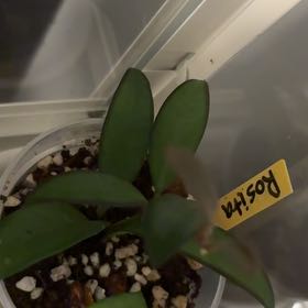 Photo of the plant species Hoya 'Rosita' by @EagerBluehaze51 named Aristotle on Greg, the plant care app