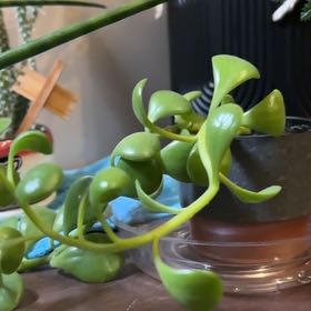 Photo of the plant species Mini Jade by @ZestWoodvetch19 named Kendall on Greg, the plant care app