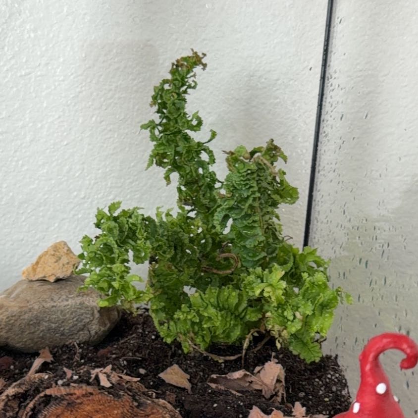 Photo of the plant species Boston Fern by @GRvictorr named Fernie Mac on Greg, the plant care app