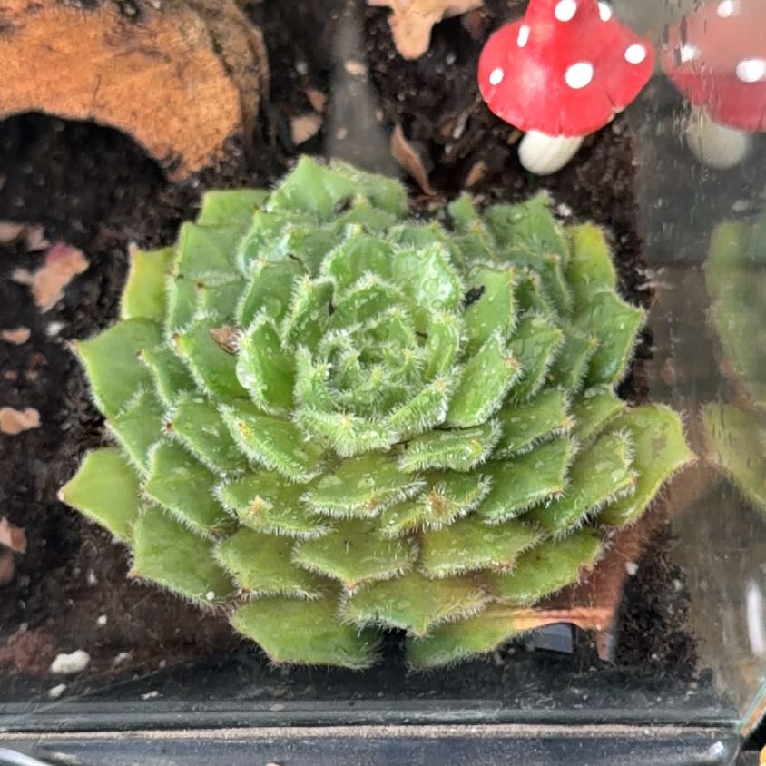 Photo of the plant species Wooly Rose by @GRvictorr named Sproutacus on Greg, the plant care app