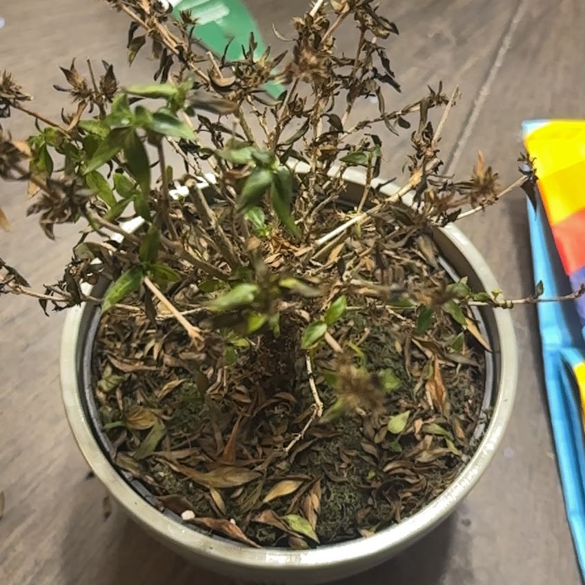 Photo of the plant species Gardiena Bonsi by @HolyLavaranos75 named Bonnie on Greg, the plant care app