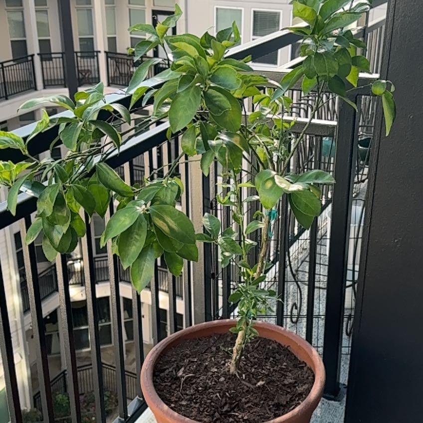 Photo of the plant species Mandarin orange by @MaximalLychee26 named Hemingway on Greg, the plant care app