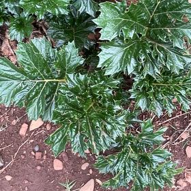 Photo of the plant species Bear's Breeches by @FineBacchus74 named Cleopatra on Greg, the plant care app