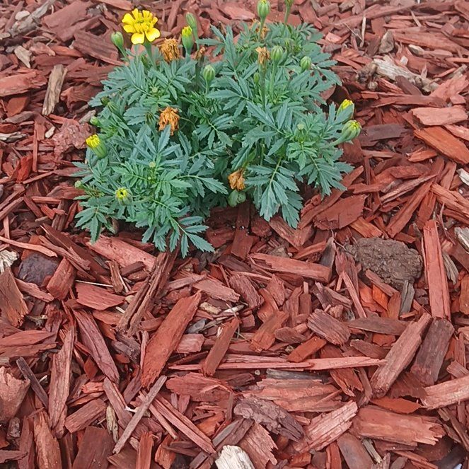 Photo of the plant species Mums by @PeachyBagpod98 named ChloroPhil on Greg, the plant care app