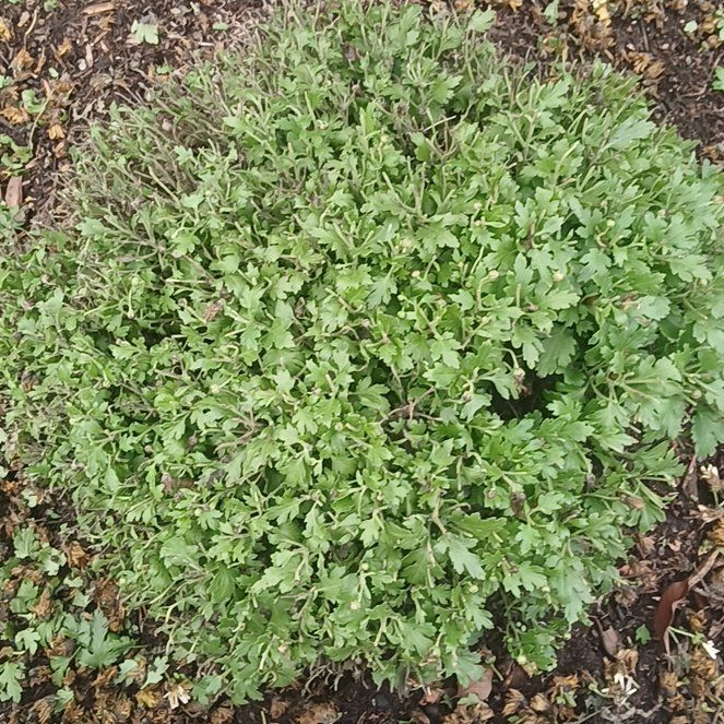 Photo of the plant species Mums by @PeachyBagpod98 named Leonardo on Greg, the plant care app