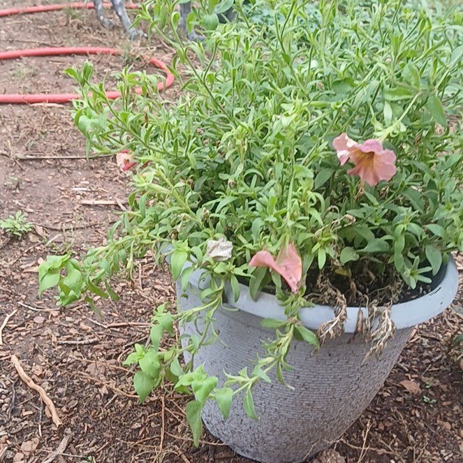 Photo of the plant species petunia by @PeachyBagpod98 named Sigmund on Greg, the plant care app