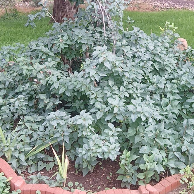Photo of the plant species Lilac Bush by @PeachyBagpod98 named Winston on Greg, the plant care app