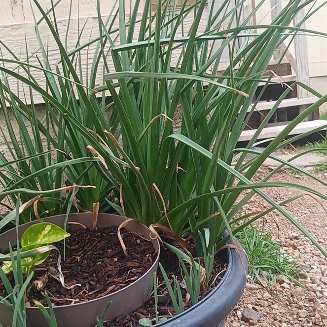 Photo of the plant species Red Hot Poker by @PeachyBagpod98 named Sahara on Greg, the plant care app