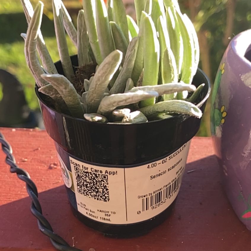 Photo of the plant species Fingertips by @ModernBacchus12 named Pax on Greg, the plant care app