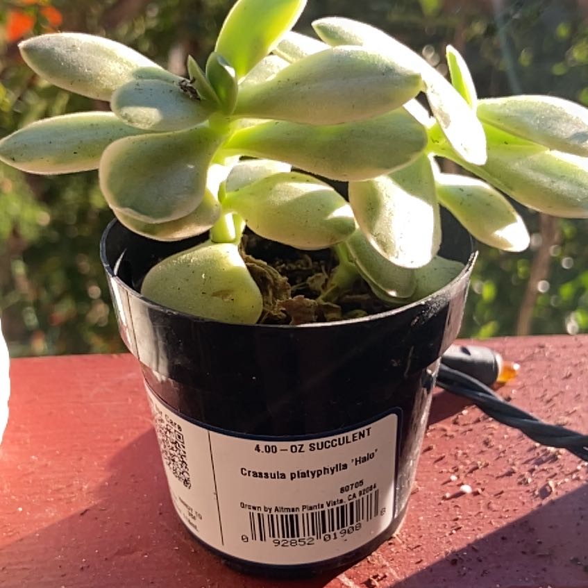 Photo of the plant species succulent by @ModernBacchus12 named Zeus on Greg, the plant care app