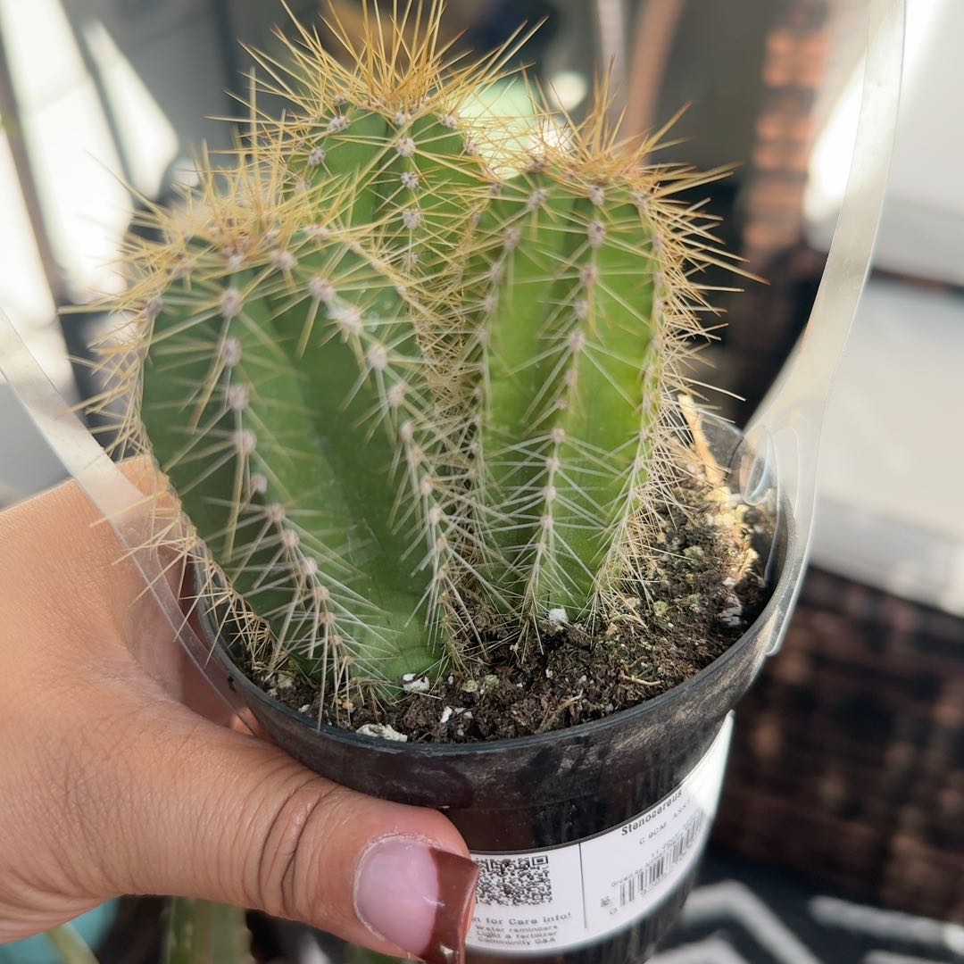 Photo of the plant species Stenocereus dumortierii by @GemRosemary25 named Peter Parker on Greg, the plant care app