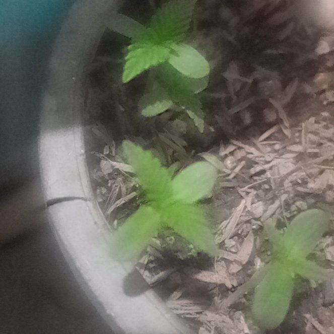 Photo of the plant species Marijuana by @HolyPuka89 named Weed og kush on Greg, the plant care app