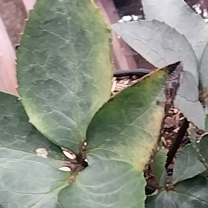 Photo of the plant species Christmas Rose by @TryPinklaui96 named Aria on Greg, the plant care app