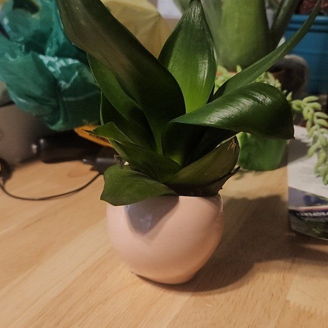 Photo of the plant species Black Jade Snake Plant by @YesBegonia92 named Lola on Greg, the plant care app