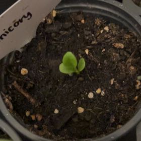 Photo of the plant species Common Chicory by @DreamboatMint58 named Pax on Greg, the plant care app