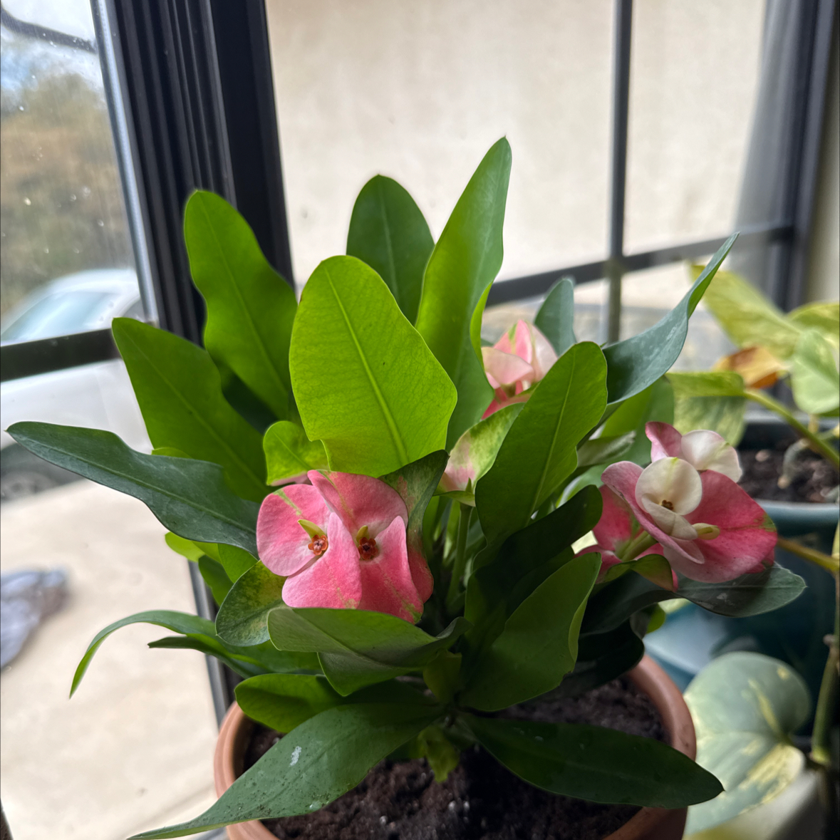 Photo of the plant species Rosa 'Euphoria' by @HeartyPaleyucca named Phoebe on Greg, the plant care app