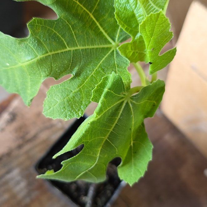 Photo of the plant species Brown Turkey Fig by @BigLithops17 named Coco on Greg, the plant care app