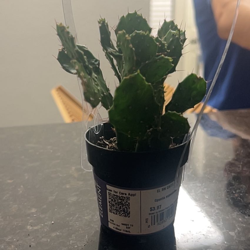 Photo of the plant species Argentine Opuntia by @GallantPurei named CACTUS on Greg, the plant care app
