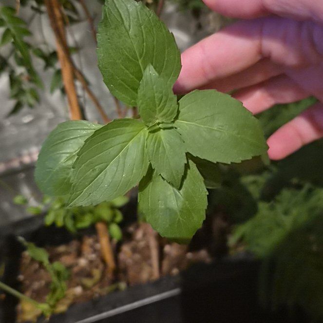 Photo of the plant species Watermint by @LitheCoccoon52 named Winston on Greg, the plant care app