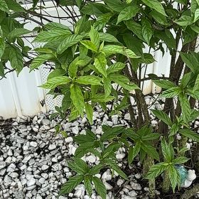 Photo of the plant species Crepe Jasmine by @SavvyBonsai20 named Gomez on Greg, the plant care app