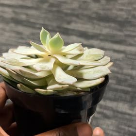 Photo of the plant species Peacock Echeveria by @ValidMountain80 named Winston on Greg, the plant care app
