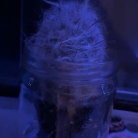 Photo of the plant species Assorted Oreocereus by @NurseKoreanfir named Molly on Greg, the plant care app