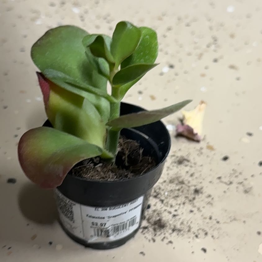 Photo of the plant species Kalanchoe 'Dragonfire' by @TopLilliput46 named Austen on Greg, the plant care app