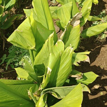 Photo of the plant species Turmeric by @AceCactus79 named Walt on Greg, the plant care app