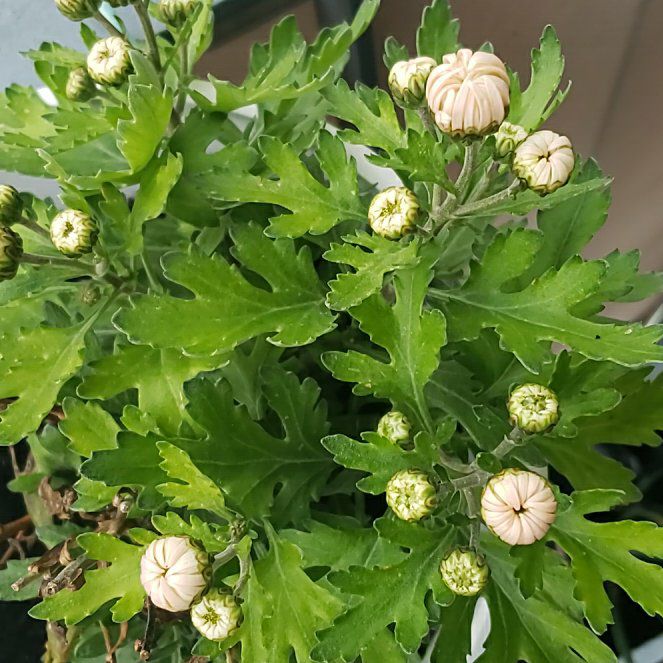 Photo of the plant species Chrysanthemum by @PetiteFalsealoe named Ronaldo on Greg, the plant care app