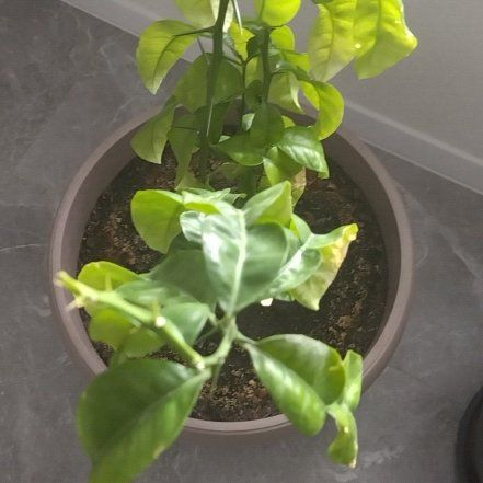 Photo of the plant species pomelo by @ManlyUngnadia61 named ChloroPhil on Greg, the plant care app