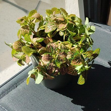 Photo of the plant species Ruby Lime by @LavishGarlic69 named Aristotle on Greg, the plant care app
