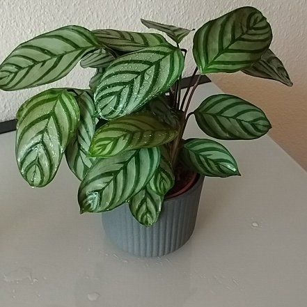 Photo of the plant species Levende Plant by @LavishGarlic69 named Kendall on Greg, the plant care app