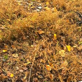 Photo of the plant species Cord Moss by @WinninglyColeus named Diana on Greg, the plant care app