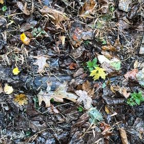 Photo of the plant species Winter Aconite by @WinninglyColeus named Achilles on Greg, the plant care app