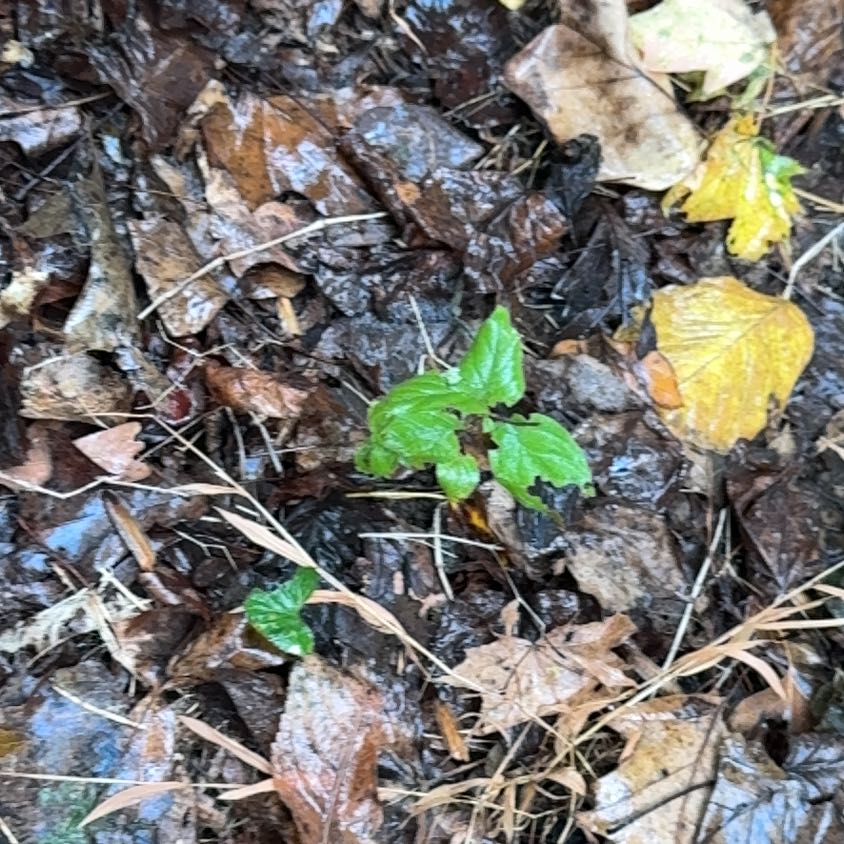 Photo of the plant species Yerba Buena by @WinninglyColeus named Mochi on Greg, the plant care app