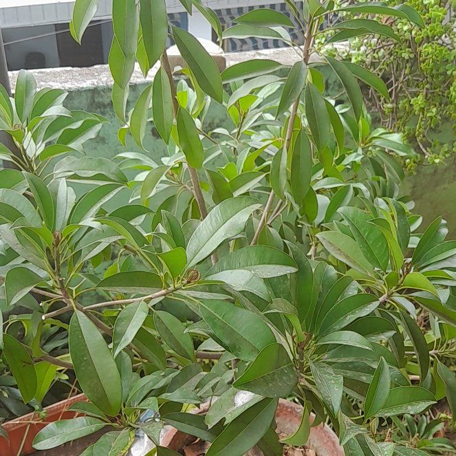 Photo of the plant species Sapote by @RadGinseng85 named Hemingway on Greg, the plant care app