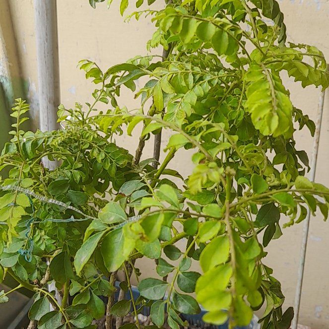 Photo of the plant species Murraya Koenigii by @RadGinseng85 named Neem on Greg, the plant care app