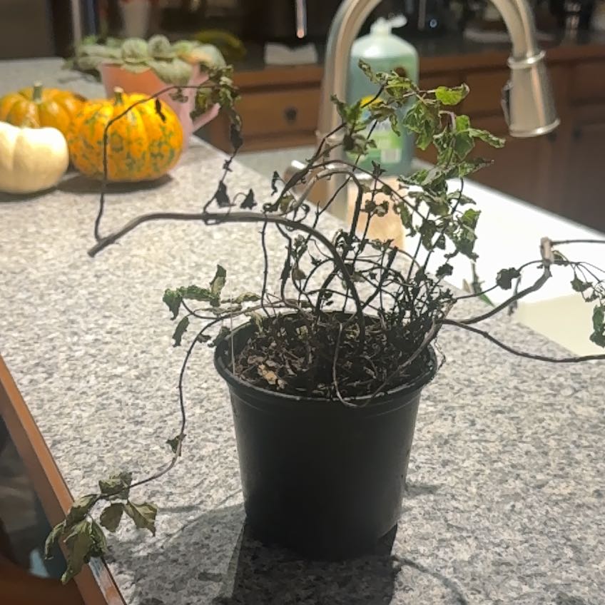 Photo of the plant species Kentucky Colonel Mint by @BigEncina55 named The Colonel on Greg, the plant care app